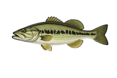 Black-bass (Micropterus salmoides) - fiche espèce Fishing Grid