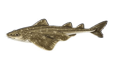 Ange de mer - Squatina squatina