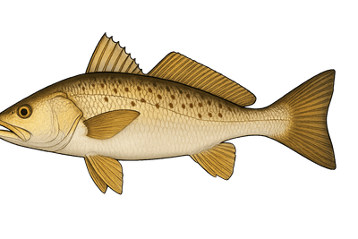 Acoupa - Cynoscion acoupa
