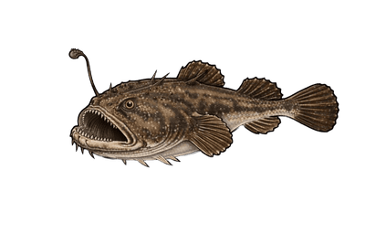 Baudroie commune - Lophius piscatorius
