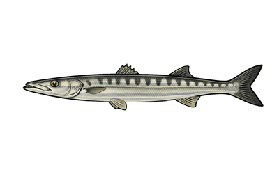 Barracuda européen - Sphyraena sphyraena