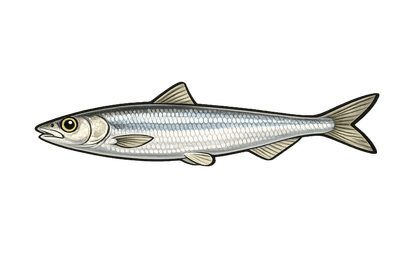 Ablette - Alburnus alburnus