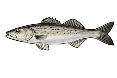 Bar moucheté - Dicentrarchus punctatus