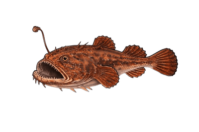 Baudroie rousse - Lophius budegassa