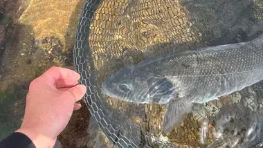 Bar tenu dans une épuisette au bord de l'eau, reconnaissance de l'espèce