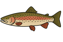 Truite arc-en-ciel (Oncorhynchus mykiss) — fiche espèce Fishing Grid