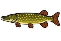 Brochet (Esox lucius) — fiche espèce Fishing Grid