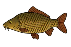 Carpe commune (Cyprinus carpio) — fiche espèce Fishing Grid