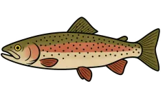 Truite arc-en-ciel (Oncorhynchus mykiss) — fiche espèce Fishing Grid