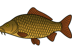 Carpe commune (Cyprinus carpio) - fiche espèce Fishing Grid