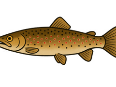 Truite fario (Salmo trutta fario) - fiche espèce Fishing Grid