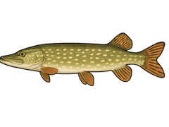 Brochet (Esox lucius) - fiche espèce Fishing Grid