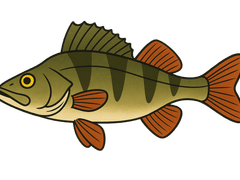 Perche commune (Perca fluviatilis) - fiche espèce Fishing Grid