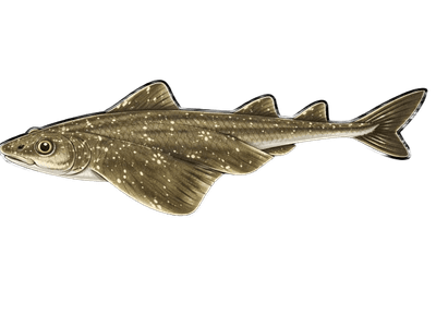 Ange de mer - Squatina squatina