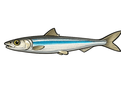 Anchois commun - Engraulis encrasicolus
