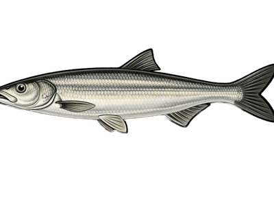 Aspe - Leuciscus aspius