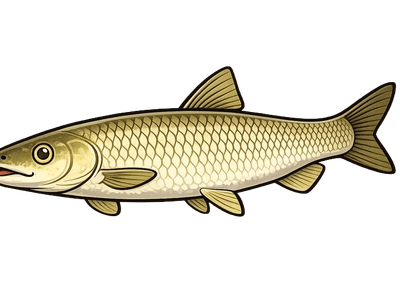 Amour blanc - Ctenopharyngodon idella