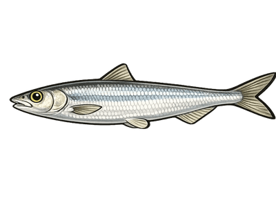Ablette - Alburnus alburnus