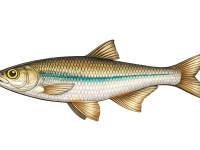 Ablette spirlin - Alburnoides rossicus