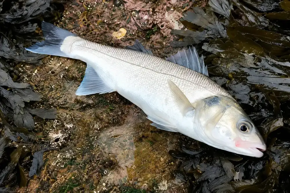 Photo d'un bar commun de profil, Dicentrarchus labrax