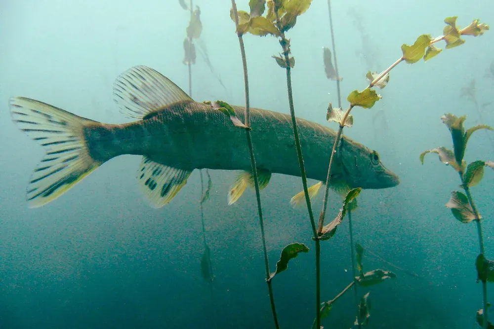 Photo d'un brochet de profil, Esox lucius